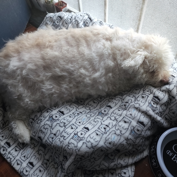 Meet your Posher, Iris - Picture 4 of 8